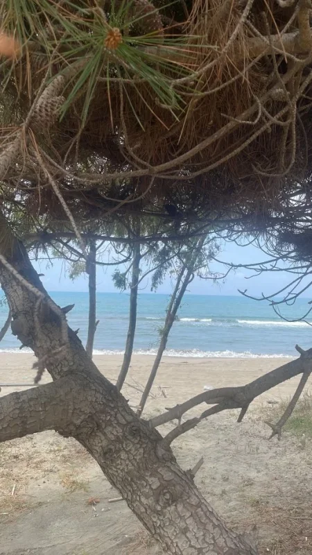 Spille, shitet toke , 3.000 m² 