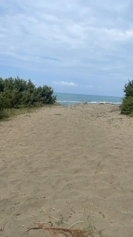 Spille, shitet toke , 3.000 m² 