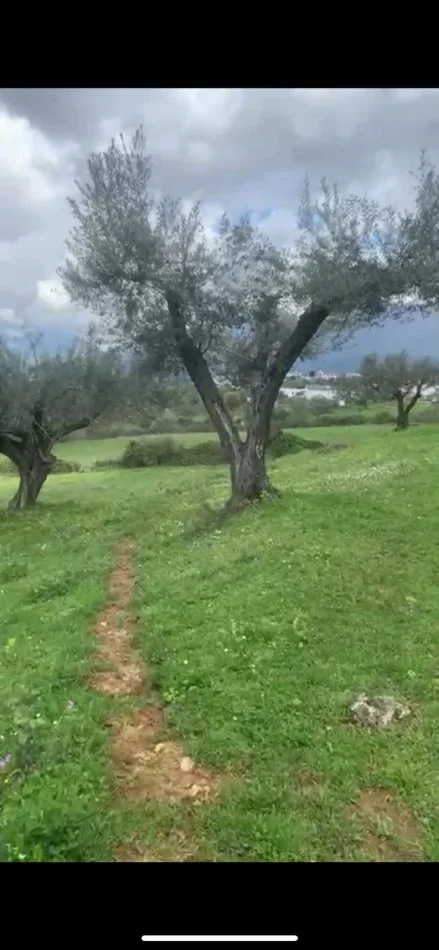 Tirane, shitet truall , 32.000 m² 6.400.000 € (farke)