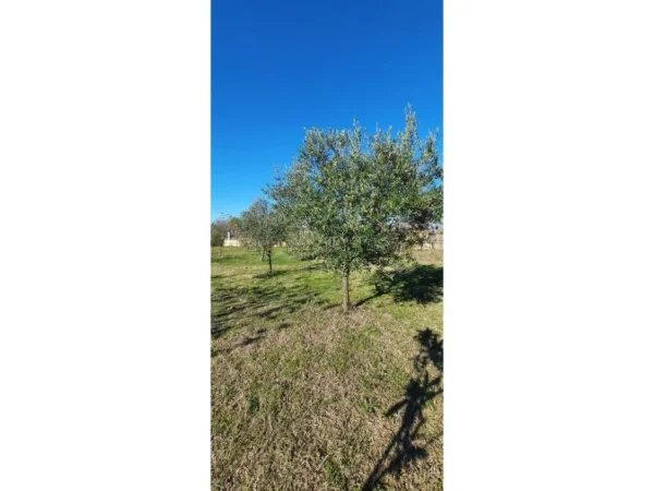 Tirane, shitet truall , 1.316 m² 65.000 € (pranë Aeroportit Ndërkombëtar të Tiranës)