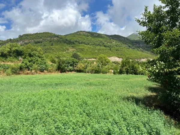 Tirane, shitet toke bujqesore , 4.000 m² 129.000 € (Krrabe)