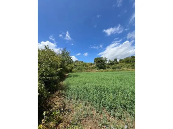 Tirane, shitet toke bujqesore , 4.000 m² 129.000 € (Krrabe)