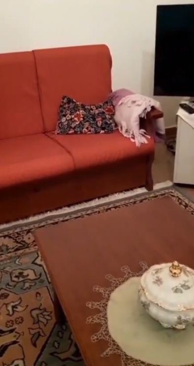 JEPET ME QERA APARTAMENT 1+1  NE 21 DHJETOR 35.000 LEKE
