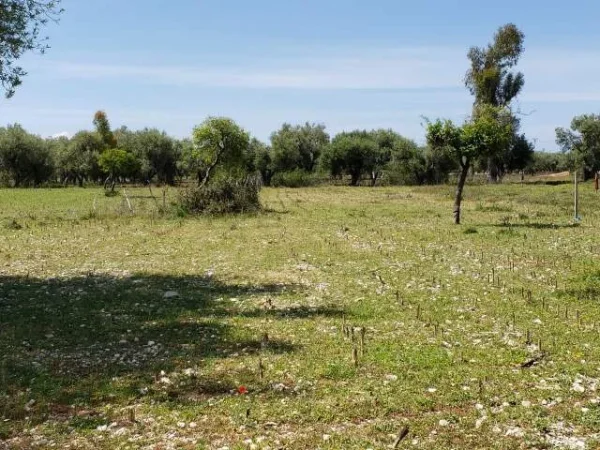 Mundesi E Rralle: Investim Ne BORSH:  📍 Rivieren E Mrekullueshme Te Jugut (950m2) Turall Ne Rruge Kryesore  - 950 m²  ✨ 115,000 Euro ✨