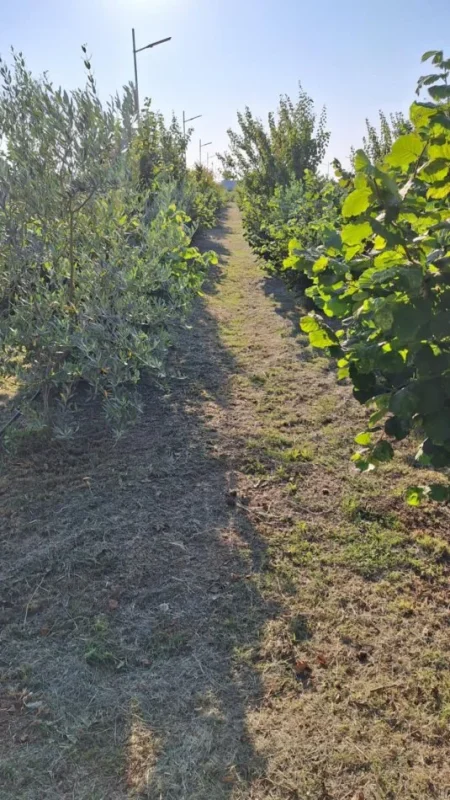 Durres, shes toke , 5.000 m² 250.000 € (4 rruget e Shijakut)