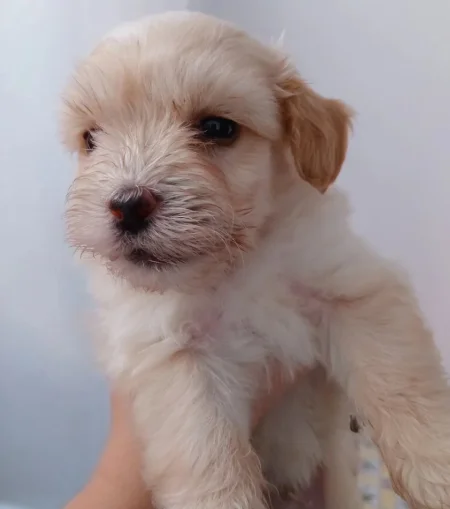 Tirane, shes Shiten kelyshe te vegjel maltese 150 €