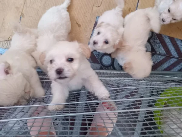 Tirane, shes Shiten kelyshe te vegjel maltese 150 €