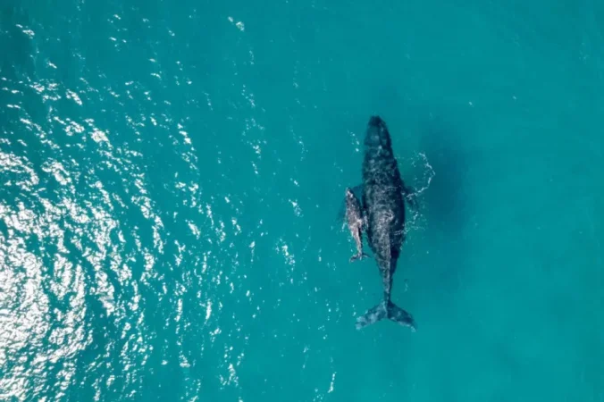 Durres, shitet apartament 2+1 , 97 m² 107.000 € (GOLEM)