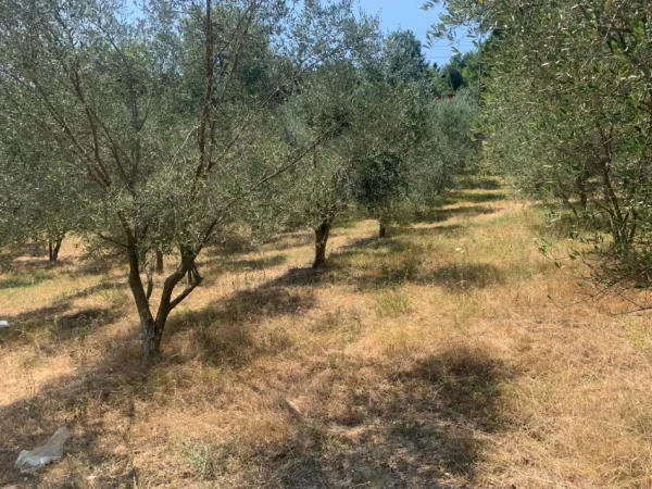 Tirane, shitet toke , 11.000 m² 550.000 € 