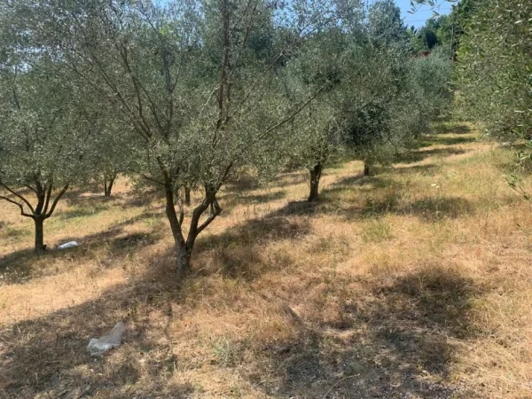 Tirane, shitet toke , 11.000 m² 550.000 € 