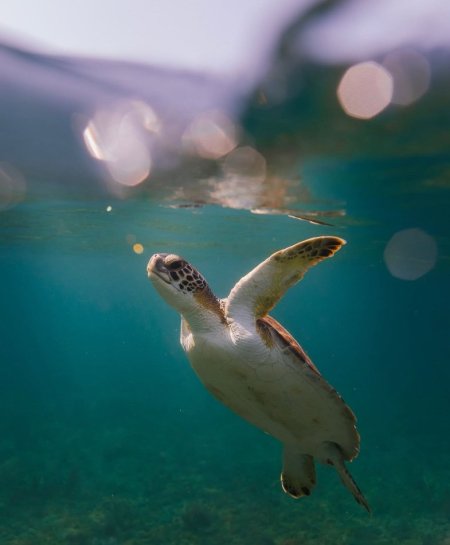 Himare, shitet apartament 2+1 , 122 m² (drimadhes)