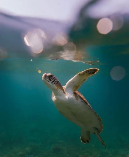 Himare, shitet apartament 2+1 , 122 m² (drimadhes)