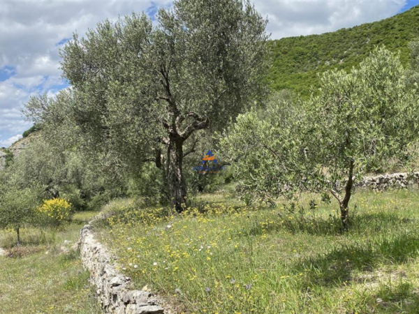 Shqiperi, shitet toke , 4.000 m² 300.000 € (petrele)