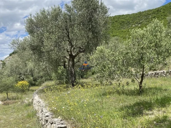 Shqiperi, shitet toke , 4.000 m² 300.000 € (petrele)