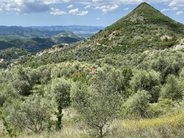 Shqiperi, shitet toke , 4.000 m² 300.000 € (petrele)