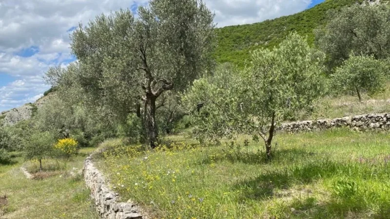 Tirane, shitet toke , 4.000 m² 300.000 € (PETRELE)