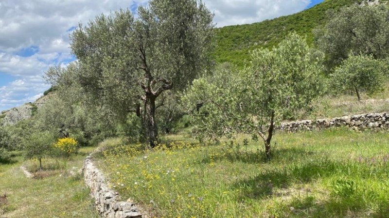 Tirane, shitet toke , 4.000 m² 300.000 € (PETRELE)