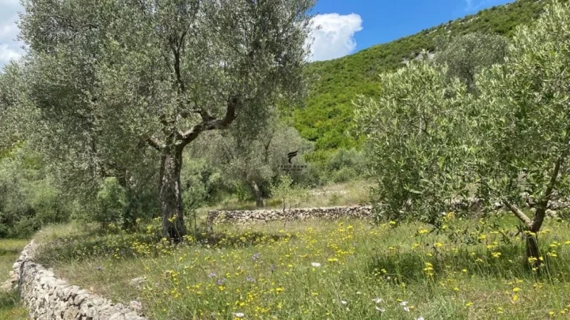 Tirane, shitet toke , 4.000 m² 300.000 € (PETRELE)