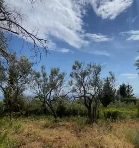 Dhermi - Palase, shitet toke , 3.200 m² 704.000 € 