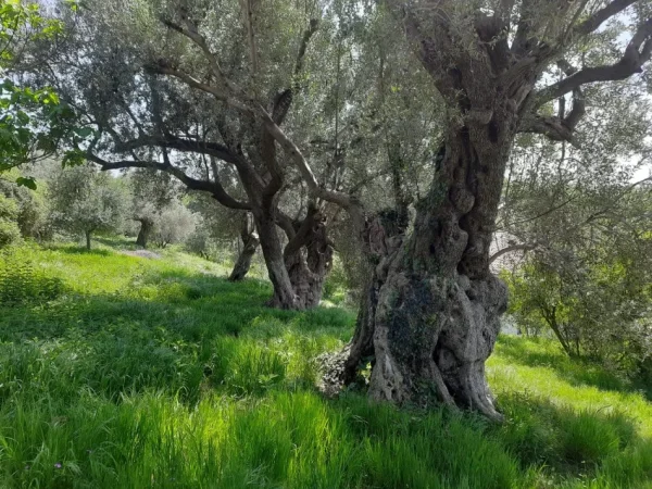 Shitet Shtepi Private 2 kateshe  222 m² 240.000 € (SHTISH TUFINE)