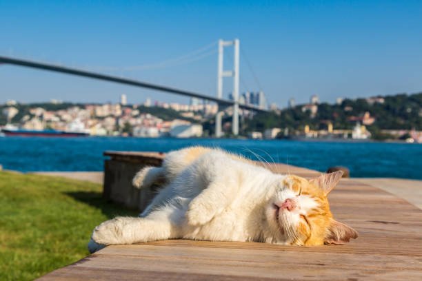 Tirane, oferte City-tour | Vizita qytetesh Stamboll, Selanik, Sofje
