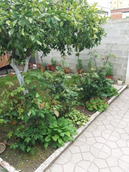 Fier, jepet me qera shtepi 2+1+Ballkon , 700 m² 320 € (LAGJIA 1 MAJ)