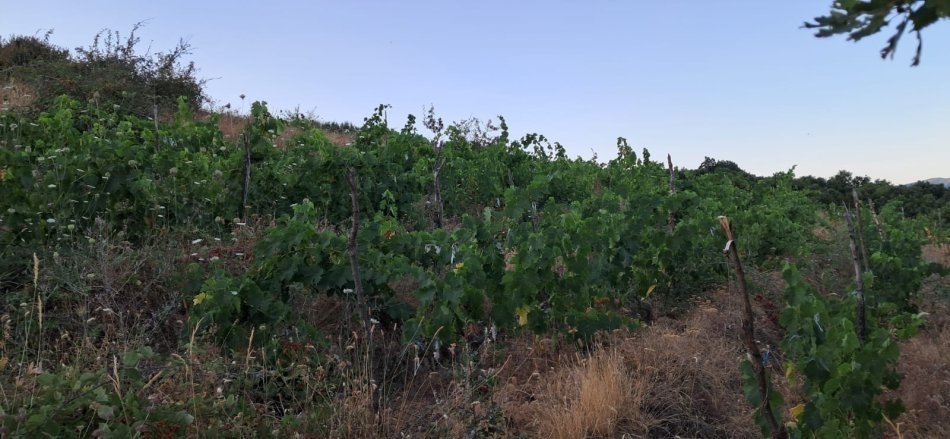 Pogradec, shitet toke , 680 m² 