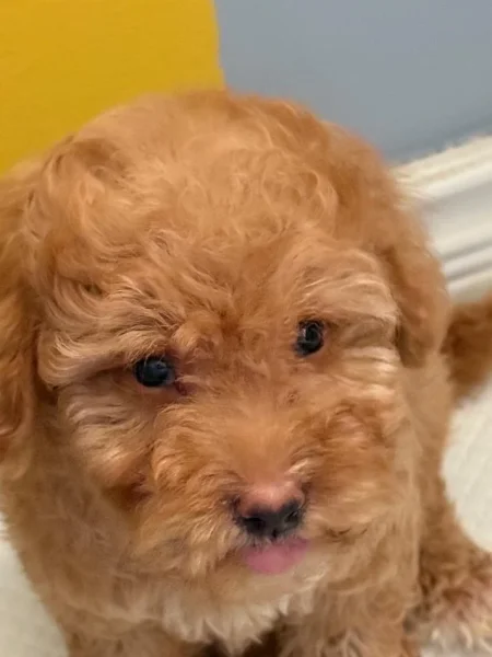 Tirane, shes Toy poodle 500 €