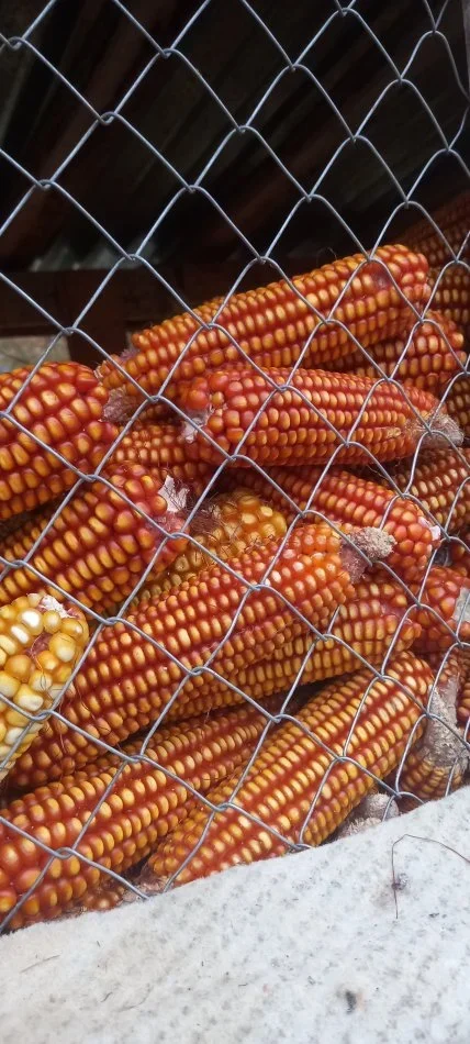 Korce, shes SHES MISER ME SHUMICE 35 LEK KG 35 €