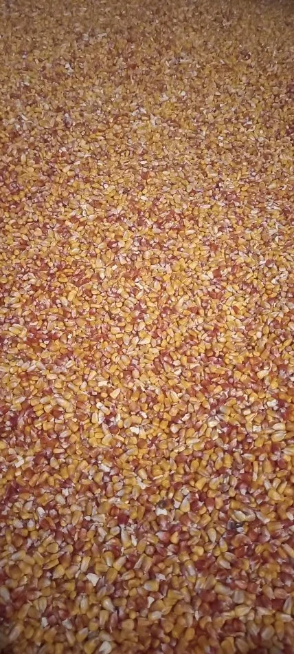 Korce, shes SHES MISER ME SHUMICE 35 LEK KG 35 €