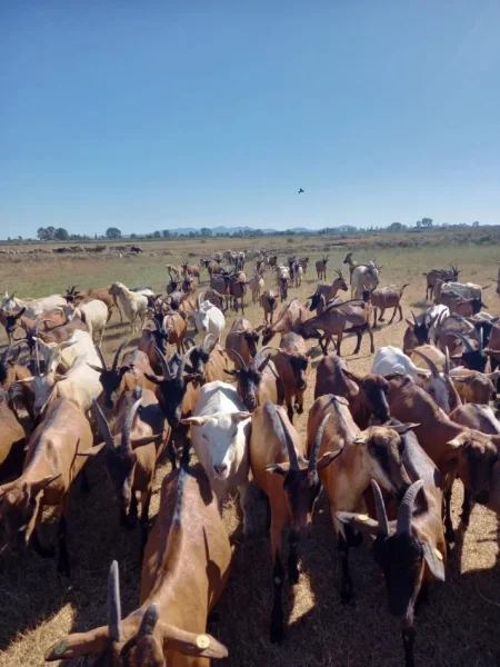 Durres, shes Dhi rrace URGJENTE