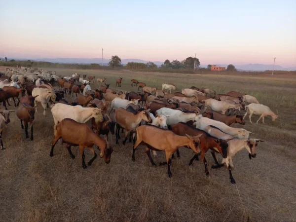 Durres, shes Dhi rrace URGJENTE