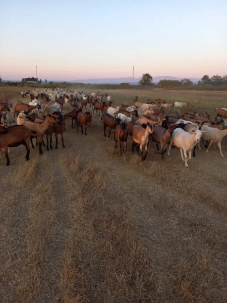 Durres, shes Dhi rrace URGJENTE