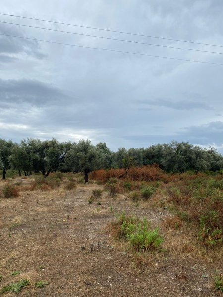 Borsh, shes toke , 1.000 m² 160.000 € (ne Borsh Sarande)
