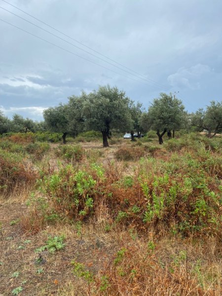 Borsh, shes toke , 1.000 m² 160.000 € (ne Borsh Sarande)