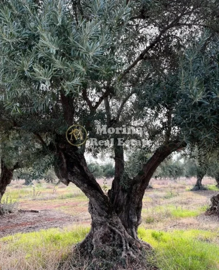 Tirane, shitet toke , 1.400 m² 300.000 € (Liqeni i Thate)