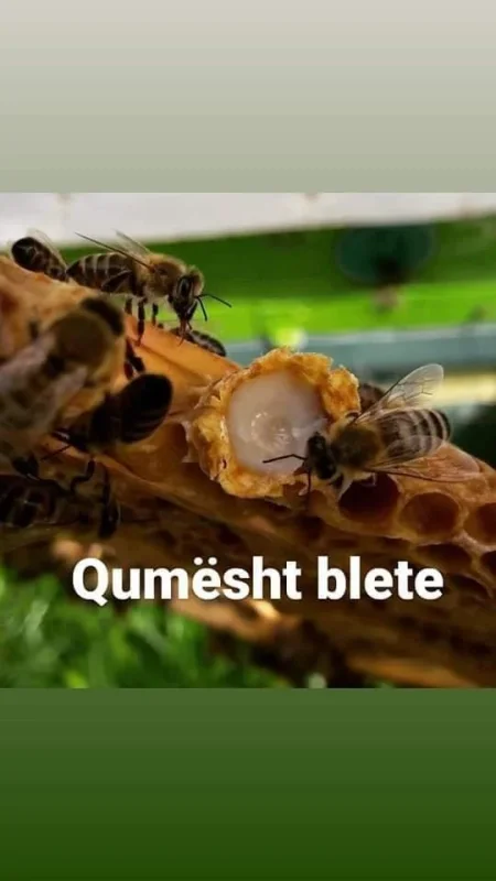 Tirane, - BLETARIA NITO