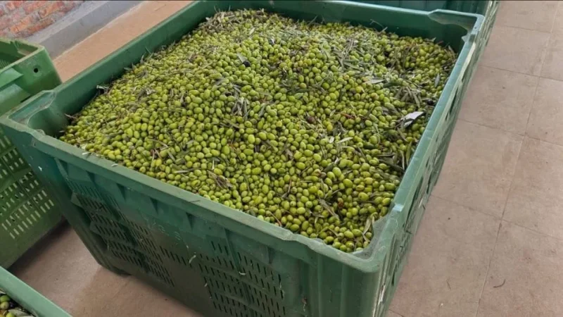 KOSHA PLASTIK ME DENSITET TE LARTE!