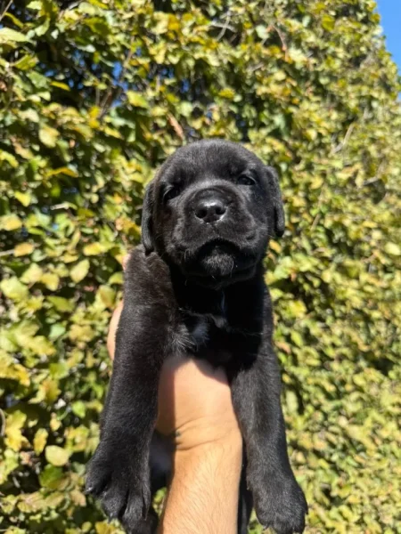 Elbasan, shes Cane corso 400 €