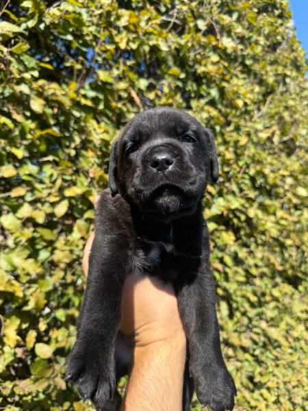 Elbasan, shes Cane corso 400 €