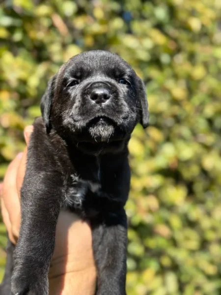 Elbasan, shes Cane corso 400 €