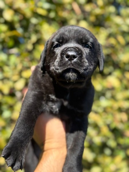 Elbasan, shes Cane corso 400 €