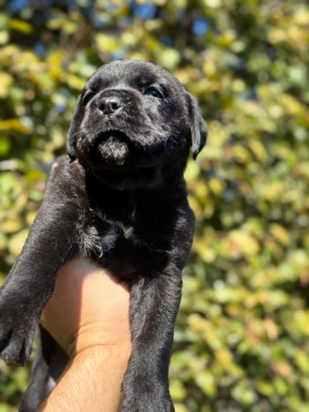 Elbasan, shes Cane corso 400 €