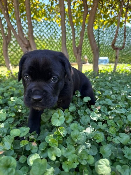 Elbasan, shes Cane corso 400 €