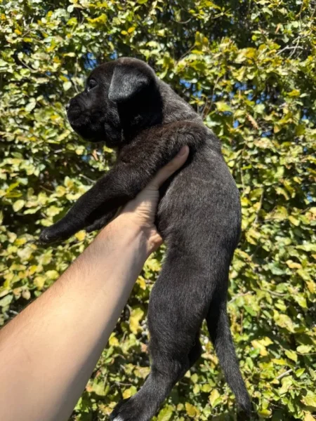 Elbasan, shes Cane corso 400 €