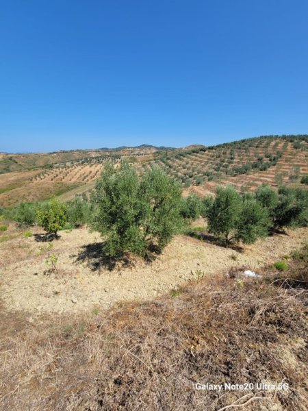 Momel, shitet toke bujqesore , 12.214 m² 61070 € (Momel,Kavaje)