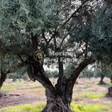 Tirane, shitet toke , 540 m² 135.200 € (Sauk i Vjeter)