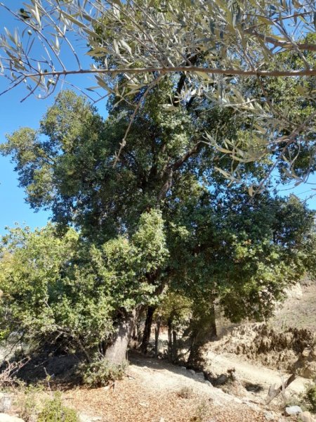 Tepelene, Shiten peme dekorative, ullinje dhe perrall