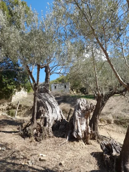 Tepelene, Shiten peme dekorative, ullinje dhe perrall