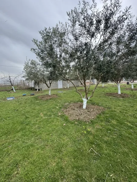 Lushnje, shitet Vile 1 Katshe Kati 0, 